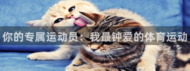 风速体育cba直播：你的专属运动员：我最钟爱的体育运动